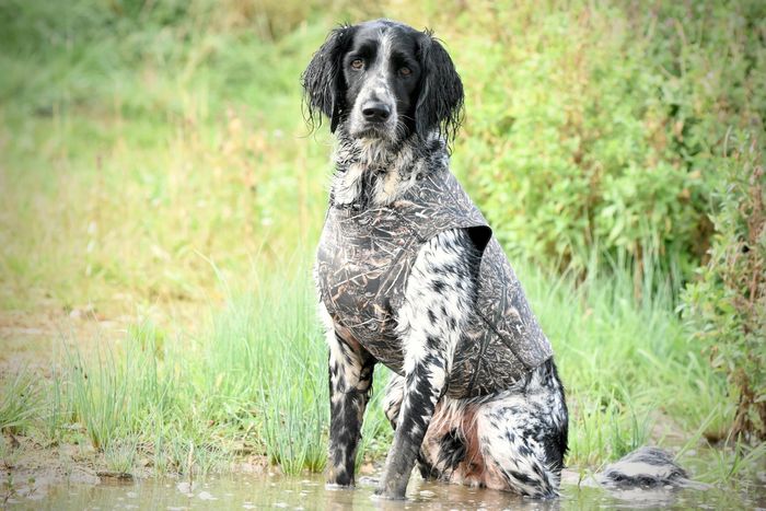 Sporting Saint Neoprene Gundog Training Vests