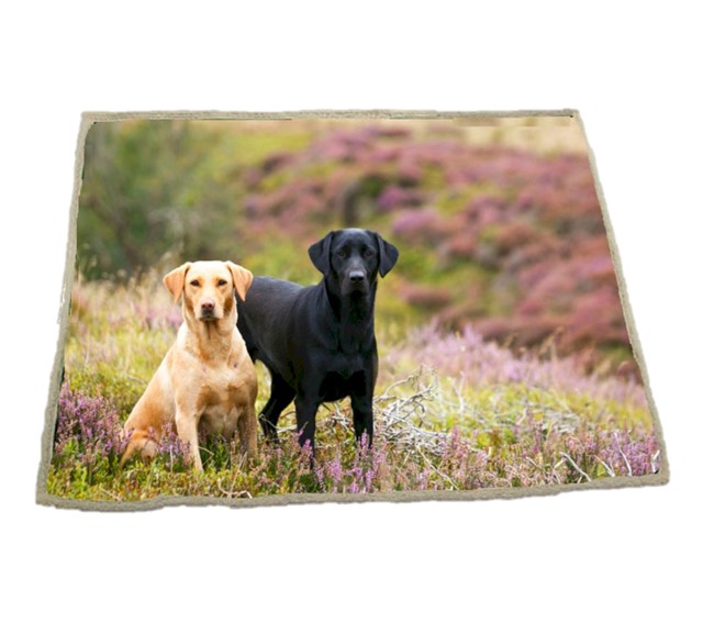 Labrador Scene Throw